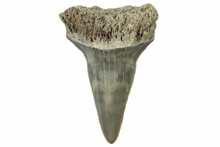 Fossil Mako Tooth - Lee Creek (Aurora), NC #300582